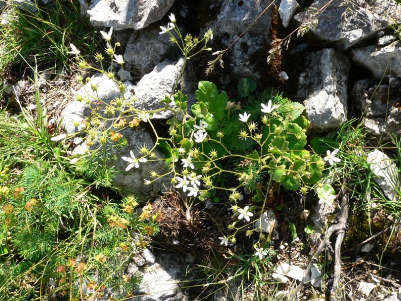 Saxifraga rotundifolia / Sassifraga a foglie rotonde